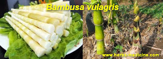 Liver use Bambusa vulgaris