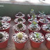 Mini Cactus y Suculentas