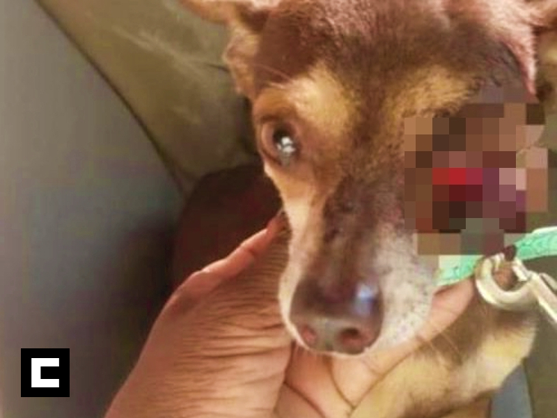 Se querellan contra vecino que sacó ojo a perrito en Puerto Plata Se querellan contra vecino que sacó ojo a perrito en Puerto Plata