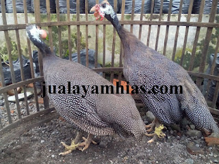 Galeri Foto Ayam Mutiara Terbaru 5 Galeri Foto Ayam Mutiara Terbaru Jual Ayam Hias Ayam Mutiara Usia 4 Bulan