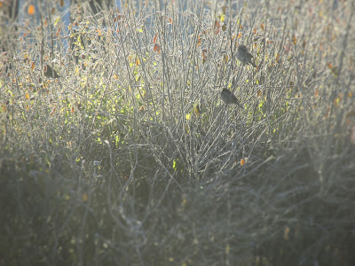 Birds in the Bushes on a Frosty morning