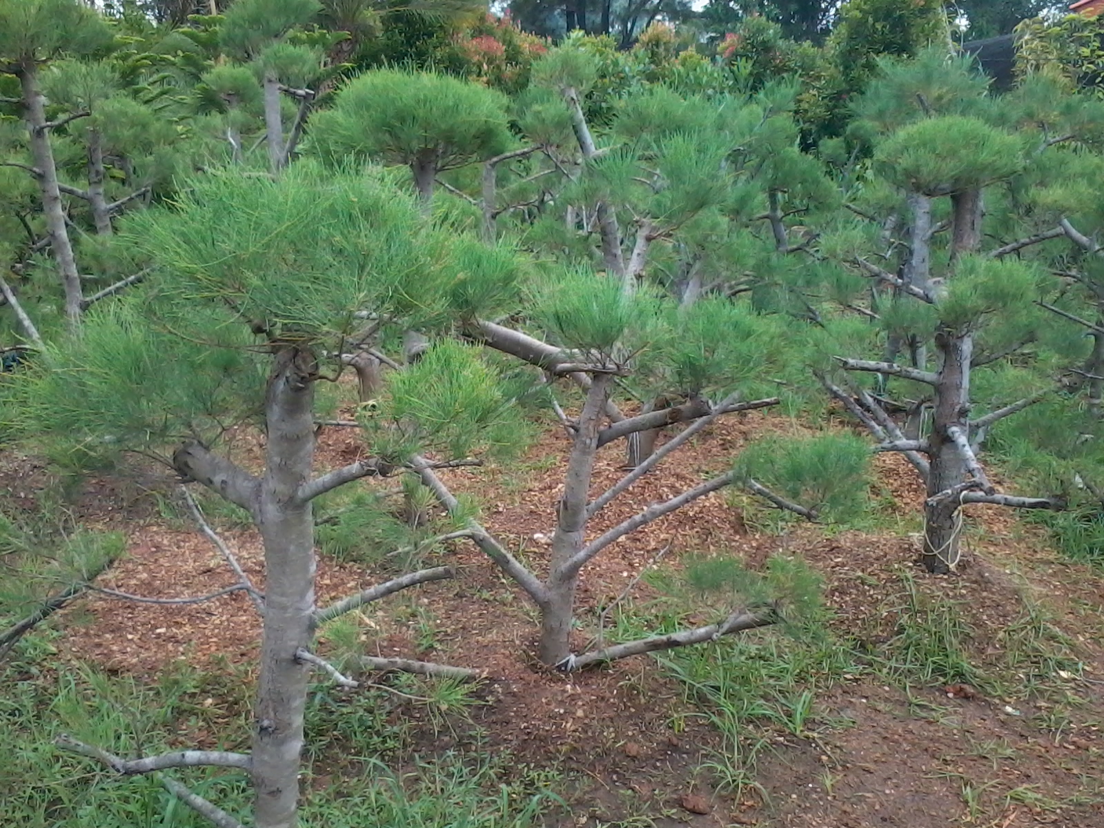 JASA TUKANG TAMAN Pohon Bonsai Desain Taman Minimalis Tukang JASA TUKANG TAMAN Pohon Bonsai Desain Taman Minimalis Tukang