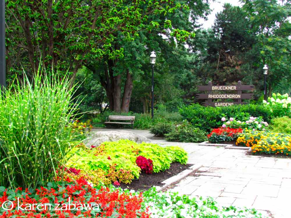 Brueckner Rhododendron Gardens Hydrangeas Blooming Brueckner Rhododendron Garden Rhododendron