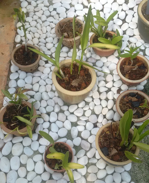 bunga raya, easiest flower to grow, flowers, flowers growing in sun, gardening, hibiscus, japanese rose, orchids, rose,