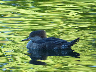 Lophodytes cucullatus - Harle couronné - Mergus cucullatus Lophodytes cucullatus - Harle couronné - Mergus cucullatus