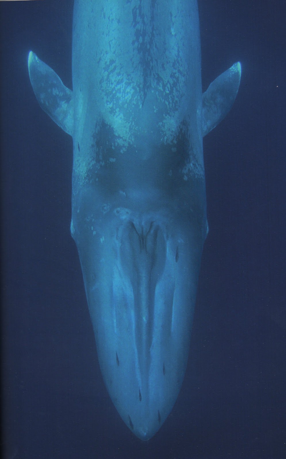 MATRIOSKla La balena azzurra MATRIOSKla La balena azzurra