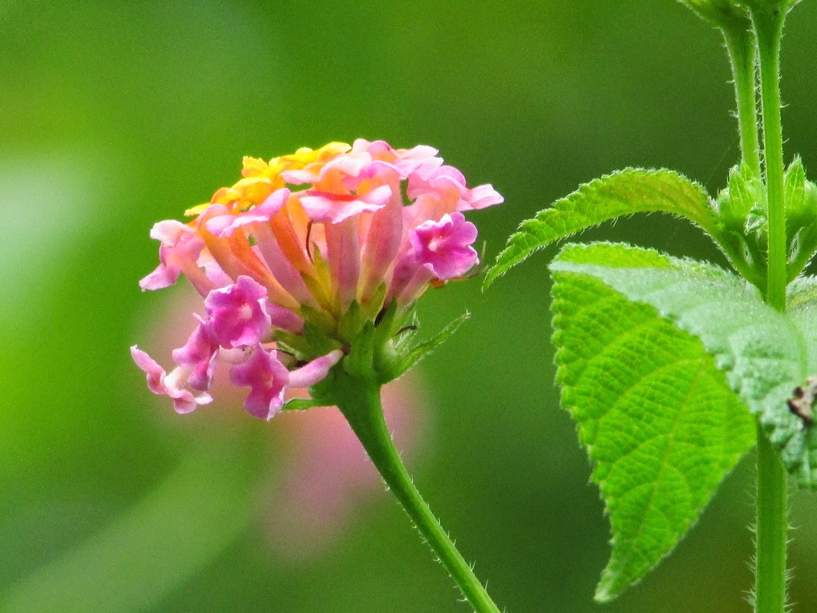 Bunga Lantana