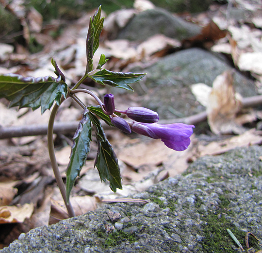 Żywiec gruczołowaty (Cardamine glanduligera).