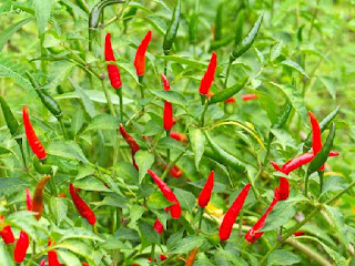 layu-bakteri-layu-fusarium.jpg