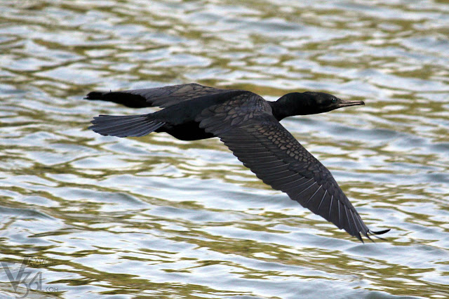 Cormorant in flight Cormorant in flight