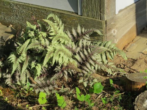 Japanese Painted Fern