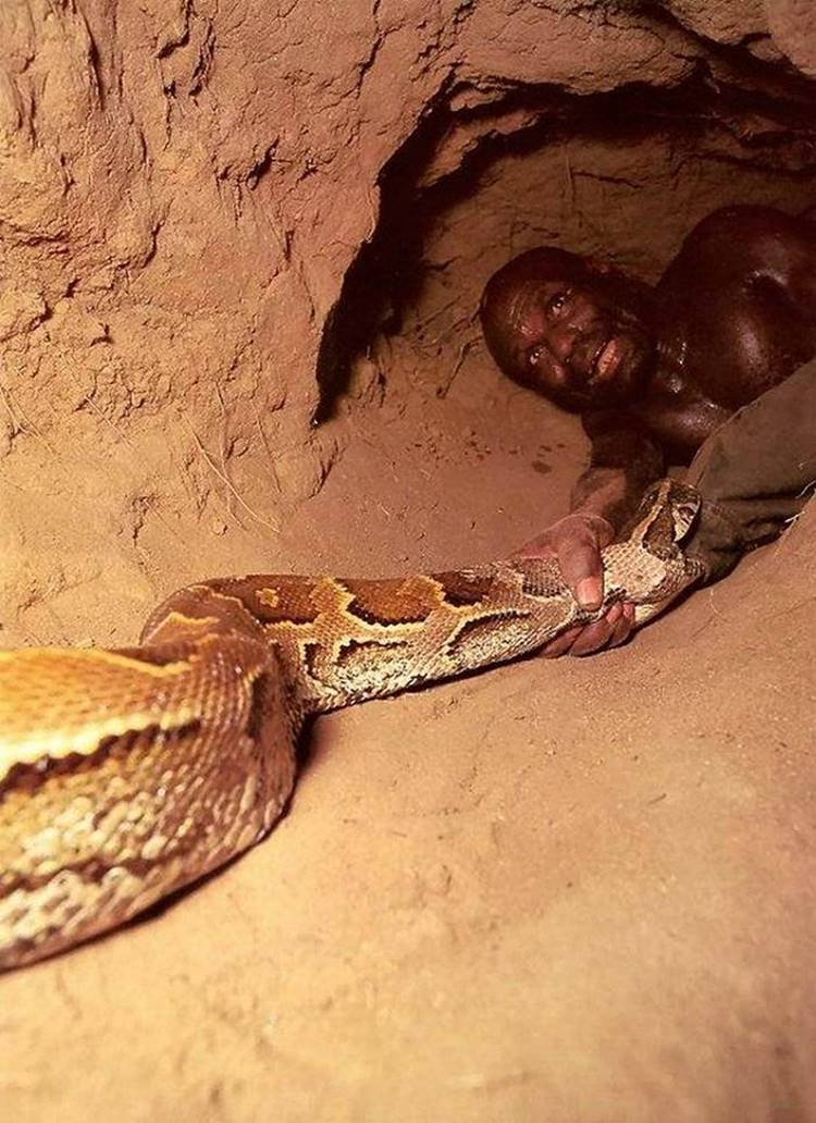 the clever guy puts a snake in his hand, wrapped in the skin of a buffalo. While the disoriented python is trying to bite through the skin, the hunter deftly blocks the snake's esophagus with his free hand.