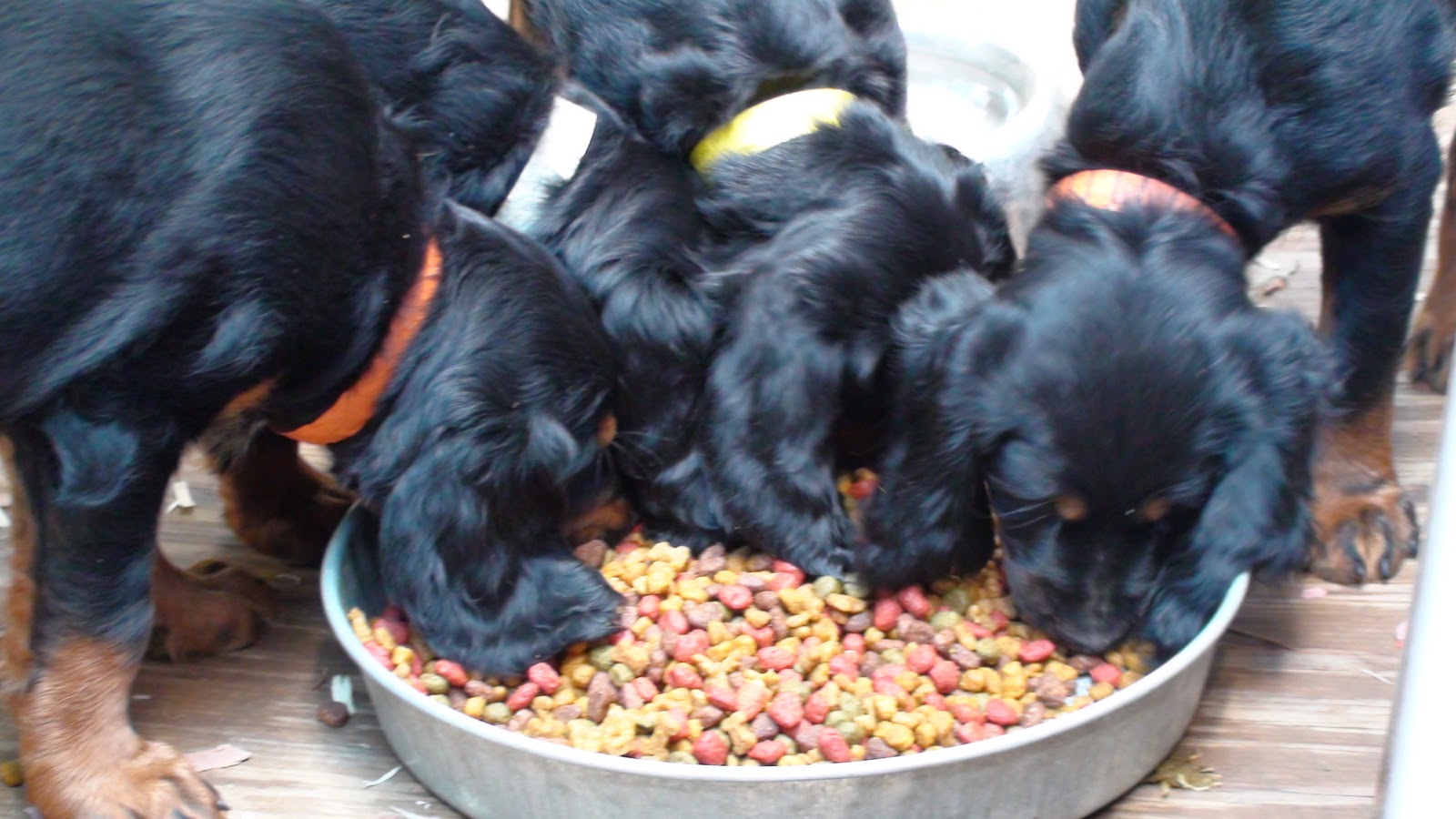 Gordon Setter Crossing Food Guarding By Puppies