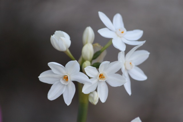 Narcisse paper white Narcissus Paperwhite