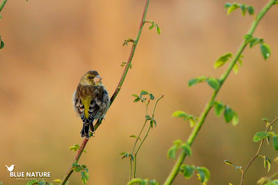 Verderón común (Chloris chloris) descansando a primera hora sobre una zarza. Verderón común (Chloris chloris) descansando a primera hora sobre una zarza.