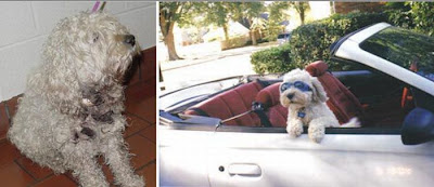 Before and After Animal Rescue Seen On www.coolpicturegallery.us