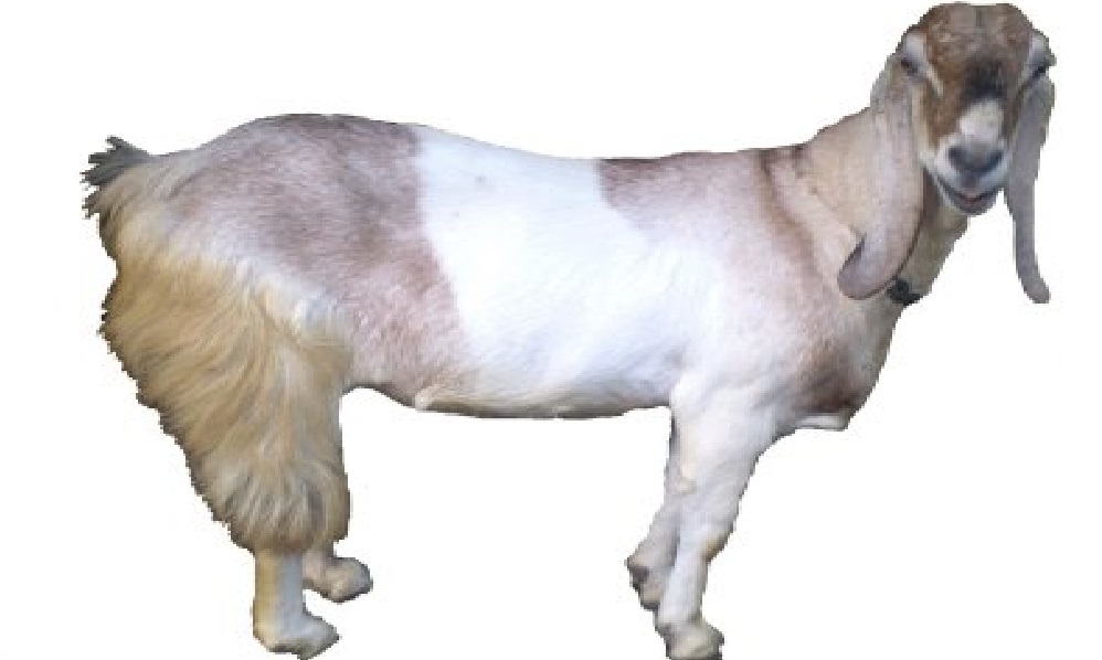 Mimpi Kambing Menurut Primbon Arti Mimpi Mimpi Kambing Menurut Primbon Arti Mimpi