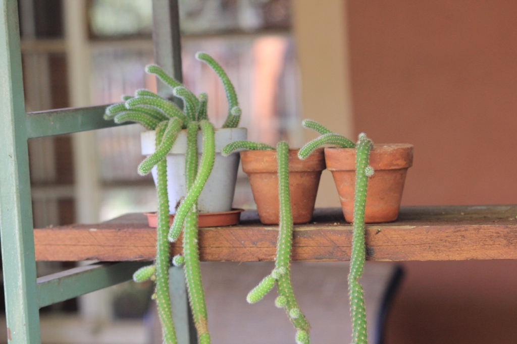 The Succulent and Cactus Lady (that�s me!): Peanut cactus (E. chamaecereus)