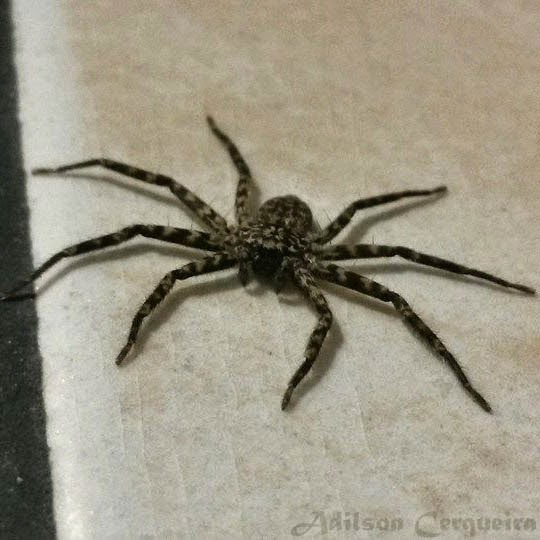 Insetologia Identificação de insetos Aranha Chatinha em São Paulo