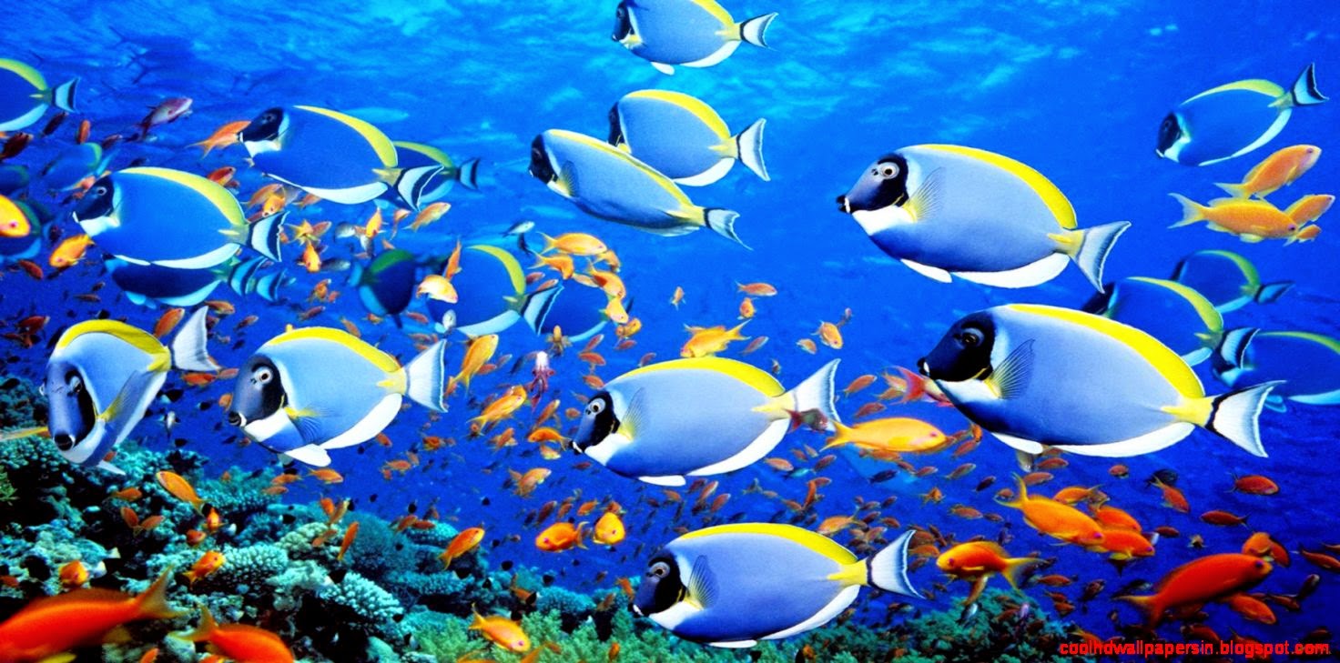 Tropical Fish Desktop Wallpaper 15784  Hdwidescreens