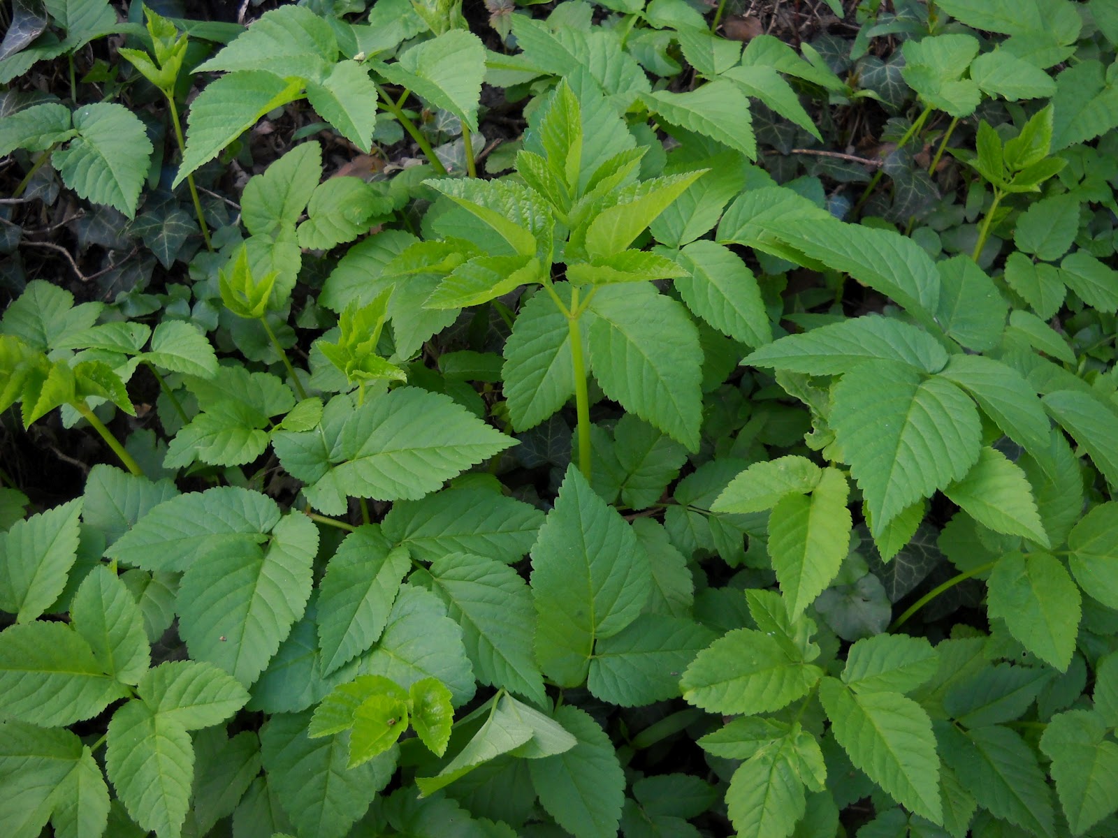 Le jardin des moines: Egopode