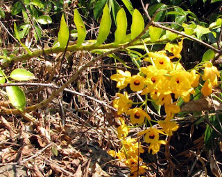 Lan Hoàng thảo long nhãn - Dendrobium fimbriatum Hook.