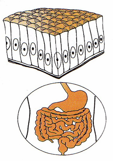 Awesome!: JARINGAN EPITEL PIPIH BERLAPIS DAN EPITEL BATANG SELAPIS