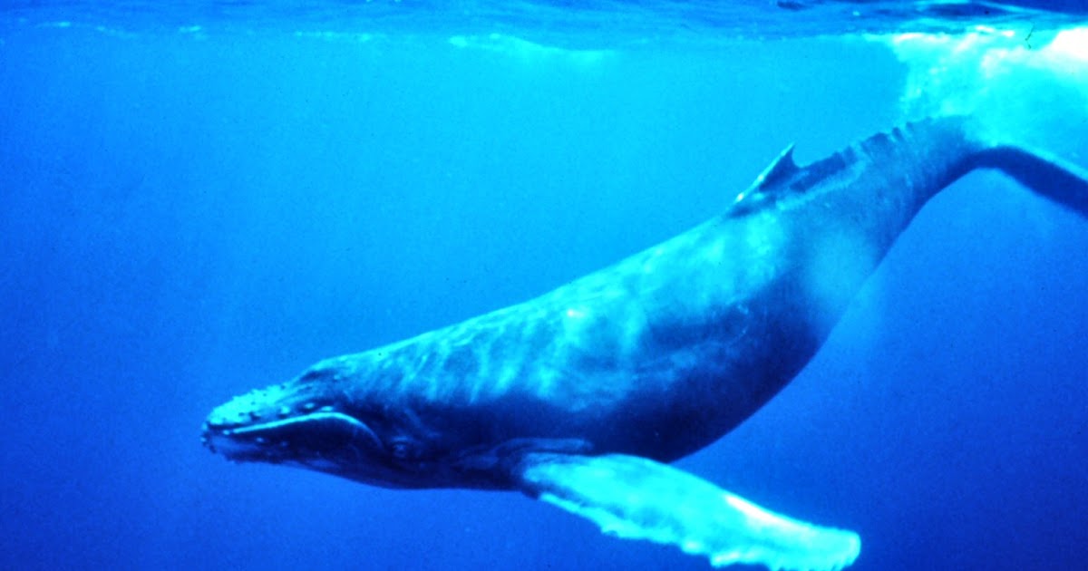 Почему кит зверь. Эволюция китов. Киты эфириума. Blue Whale Habitat. Как спят синие киты.