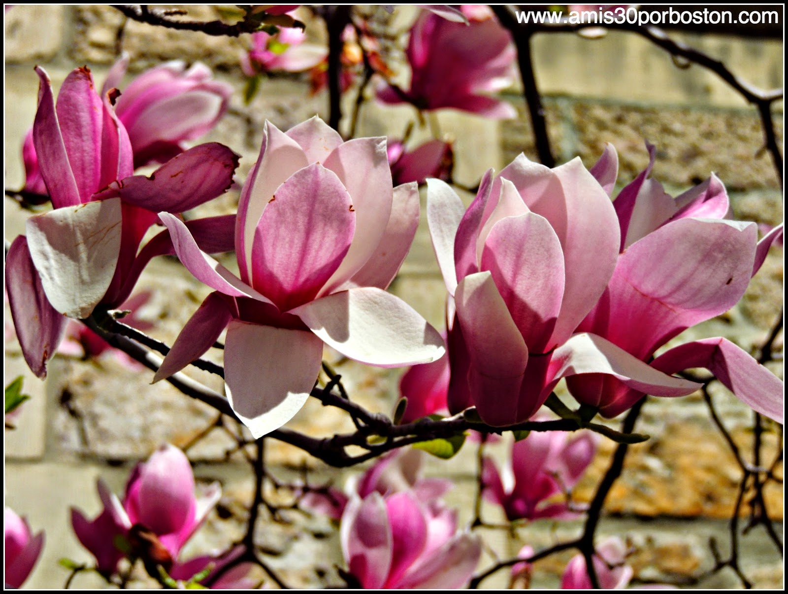 Primavera 2014: Magnolias