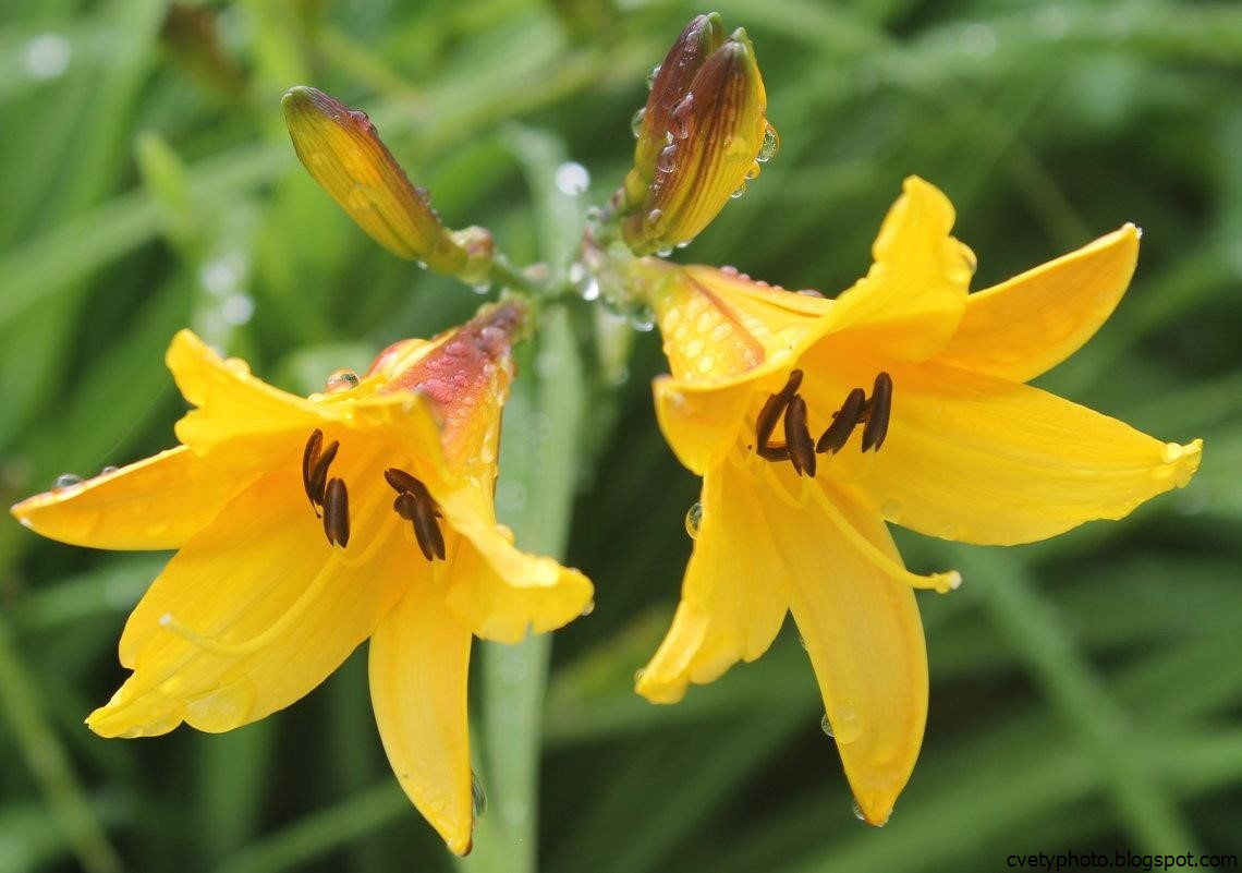 Желтые цветы название и фото. Витекс желтый цветок. Многолетник гелиопсис. Космея солнечная желтая. Жёлтый цветок.