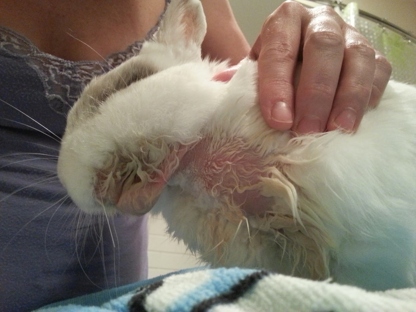 Whirled Peas: Bunny Saliva Burn