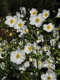 Anemone × hybrida Honorine Jobert Japanese anemone by garden muses-not another Toronto gardening blog 