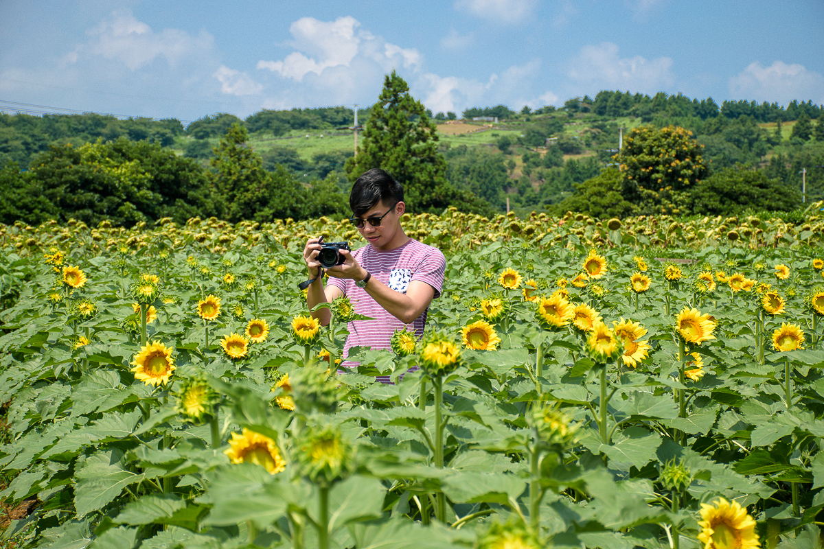 sunflower field jeju korea sunflower field jeju korea outfit ootd travel outfits