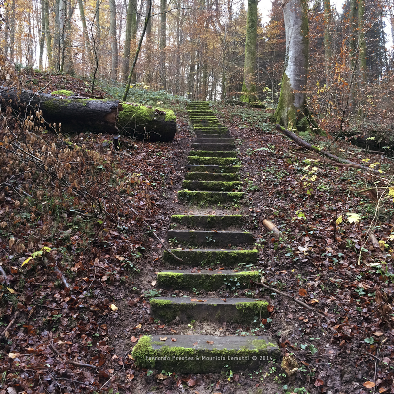 escada mullerthal trail Luxemburgo escada mullerthal trail Luxemburgo
