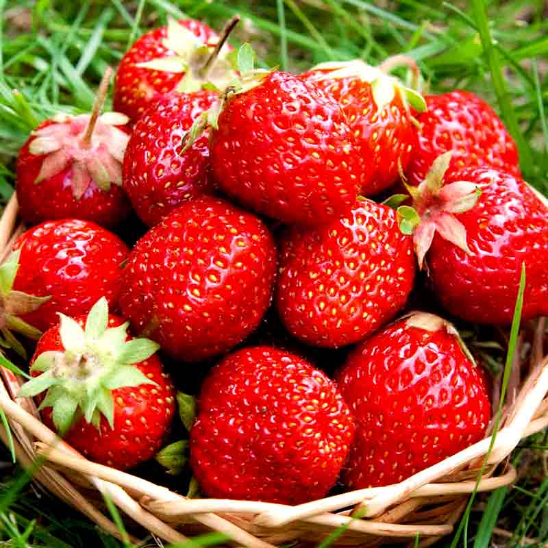 Fruits & Vegetables Benefits benefits of strawberry eating