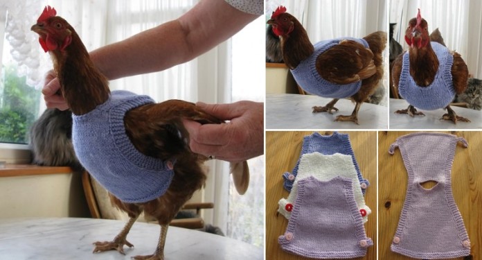 How to Make a Chicken Sweater