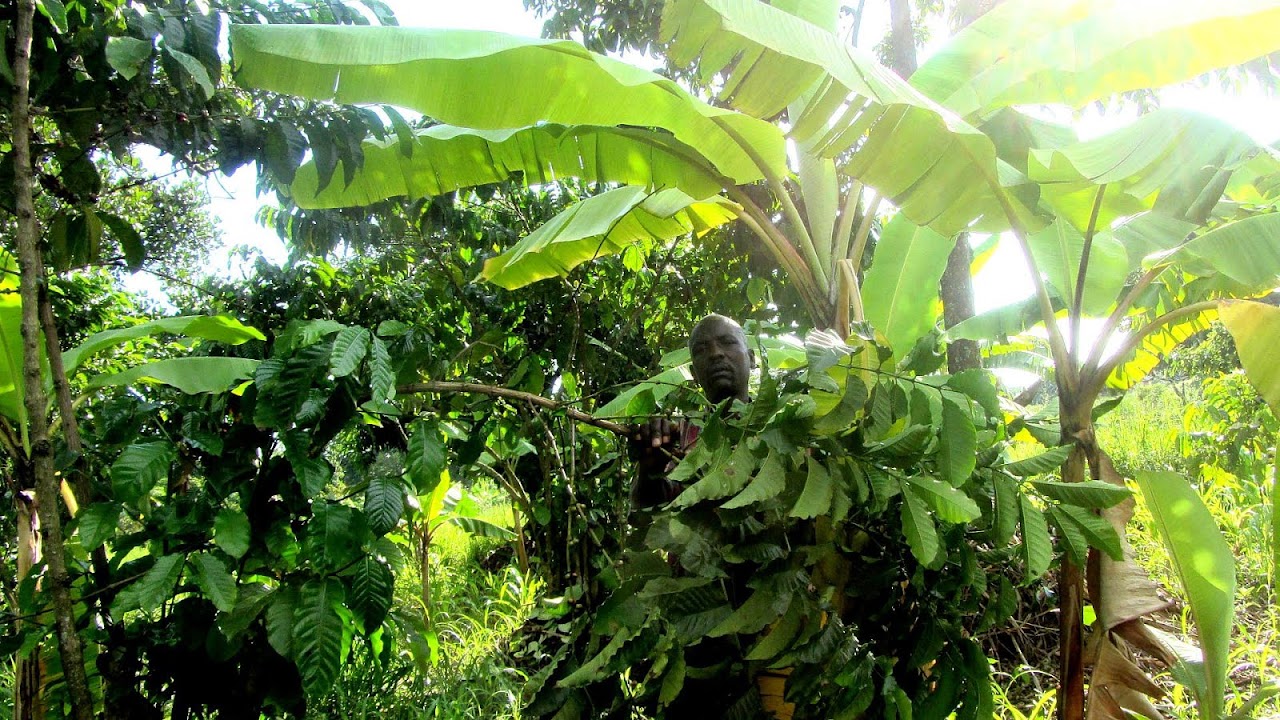 Banana Tree Climate Tree Choices