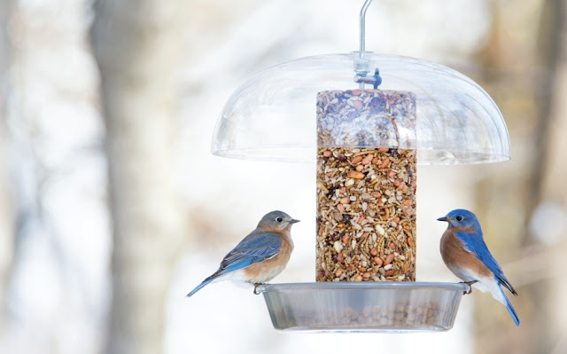 wild birds unlimited what to feed bluebirds in the winter wild birds unlimited what to feed bluebirds in the winter