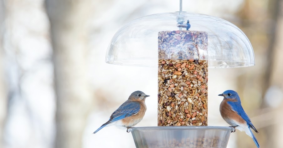 wild birds unlimited what to feed bluebirds in the winter wild birds unlimited what to feed bluebirds in the winter