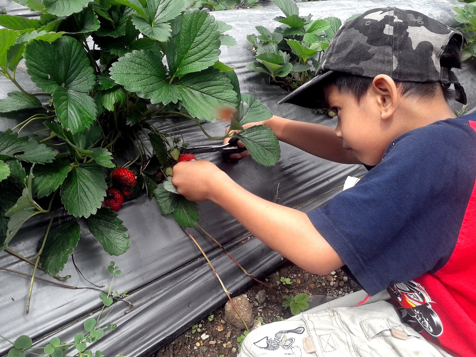 Great curiosity picking strawberries before chew Kebun Strawberry di Brastagi, Tanah Karo