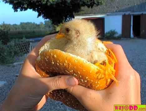 Ethics Of Eating Food Ethics Of Eating Food