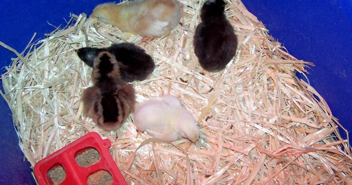 BUG A BOO CORNER: New baby chicks!