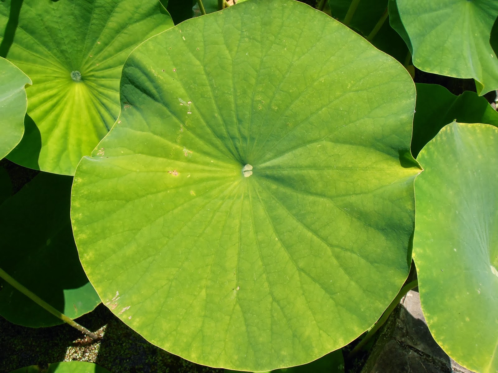 FLOR DE LOTO Nelumbo nucifera Plantas rioMoros