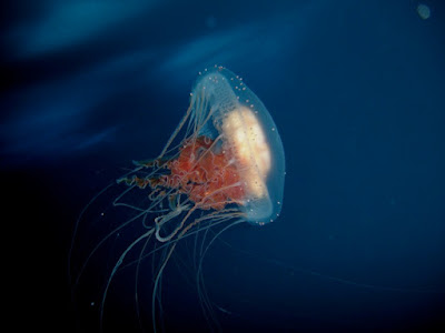 People may be surprised to learn that jellyfish do serve a purpose in the ecosystem.