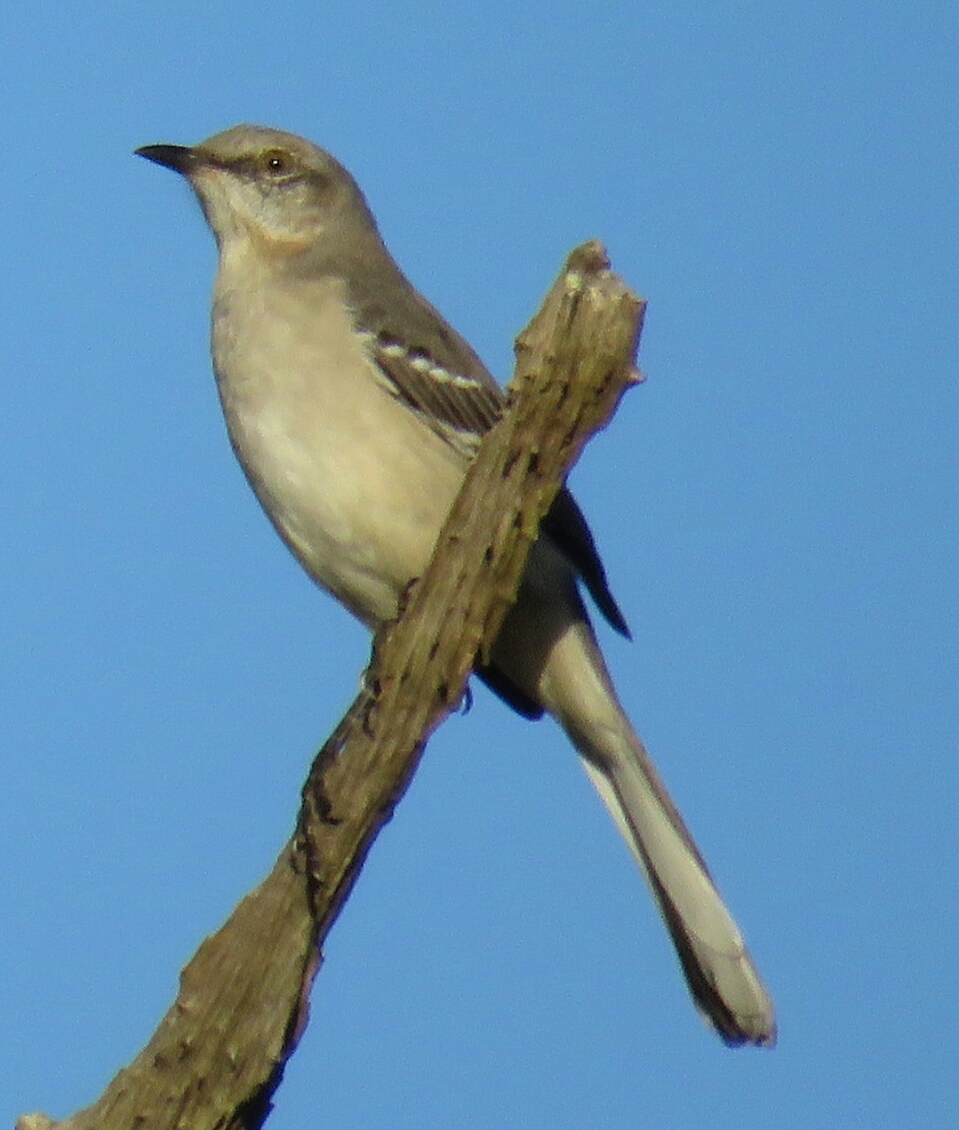 Bird & Travel Photos, Birding Sites, Bird Information NORTHERN