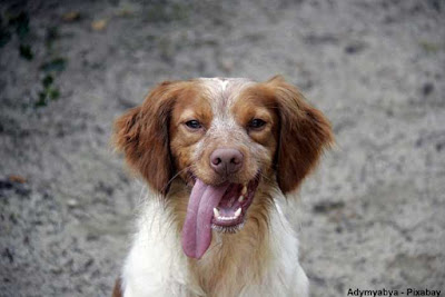 Na natureza os cães transmitem doenças e competem por alimentos, afetando a sobrevivência dos animais silvestres podendo leva-los a extinção. cães domésticos, cães, cachorros, animais selvagens, extinção, cachorros estão levando espécies a extinção, dogs, domestic dogs, impactos, impacts, threatened, wildlife, animals, canis familiaris, extinct, extinctions, natureza, ataque de cachorros a animais selvagens, conservação