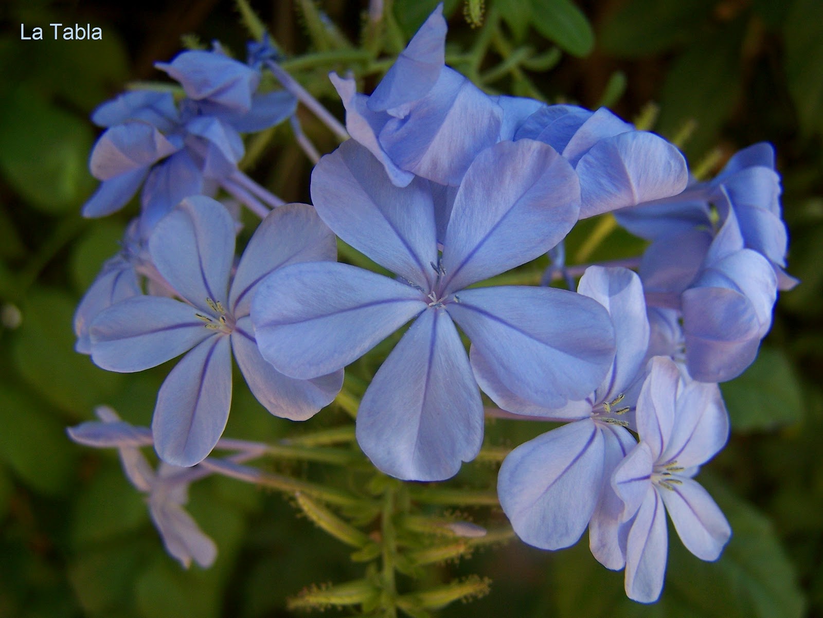 Flores azules como el cielo: Celestina - EL BLOG DE LA TABLA