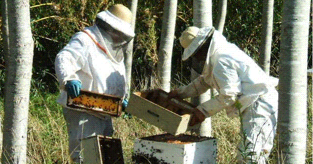 Buzo solo para apicultor (sin careta)