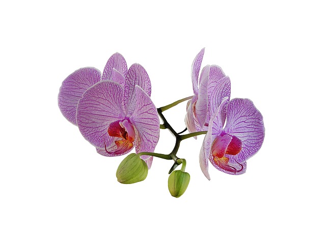 hoa lan hồ điệp 5