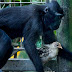 Monkey adopts chicken as they become inseparable (Photos)